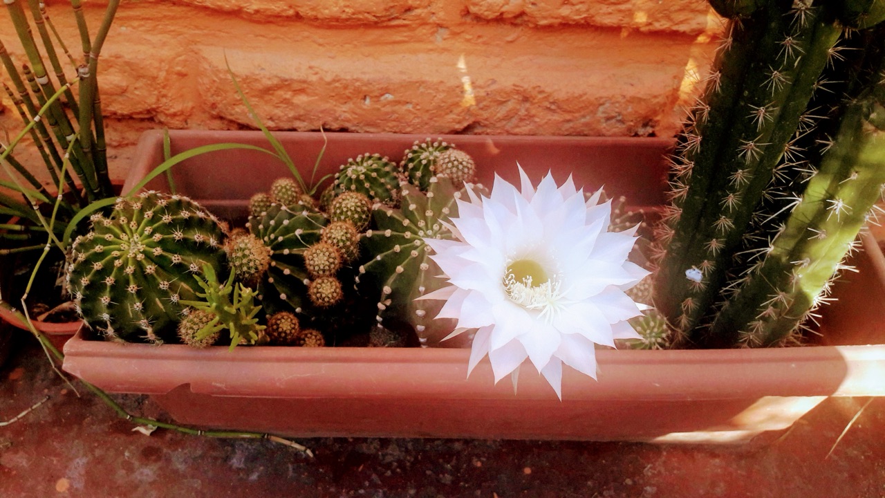 Echinopsis Oxygona: A Spring Surprise
