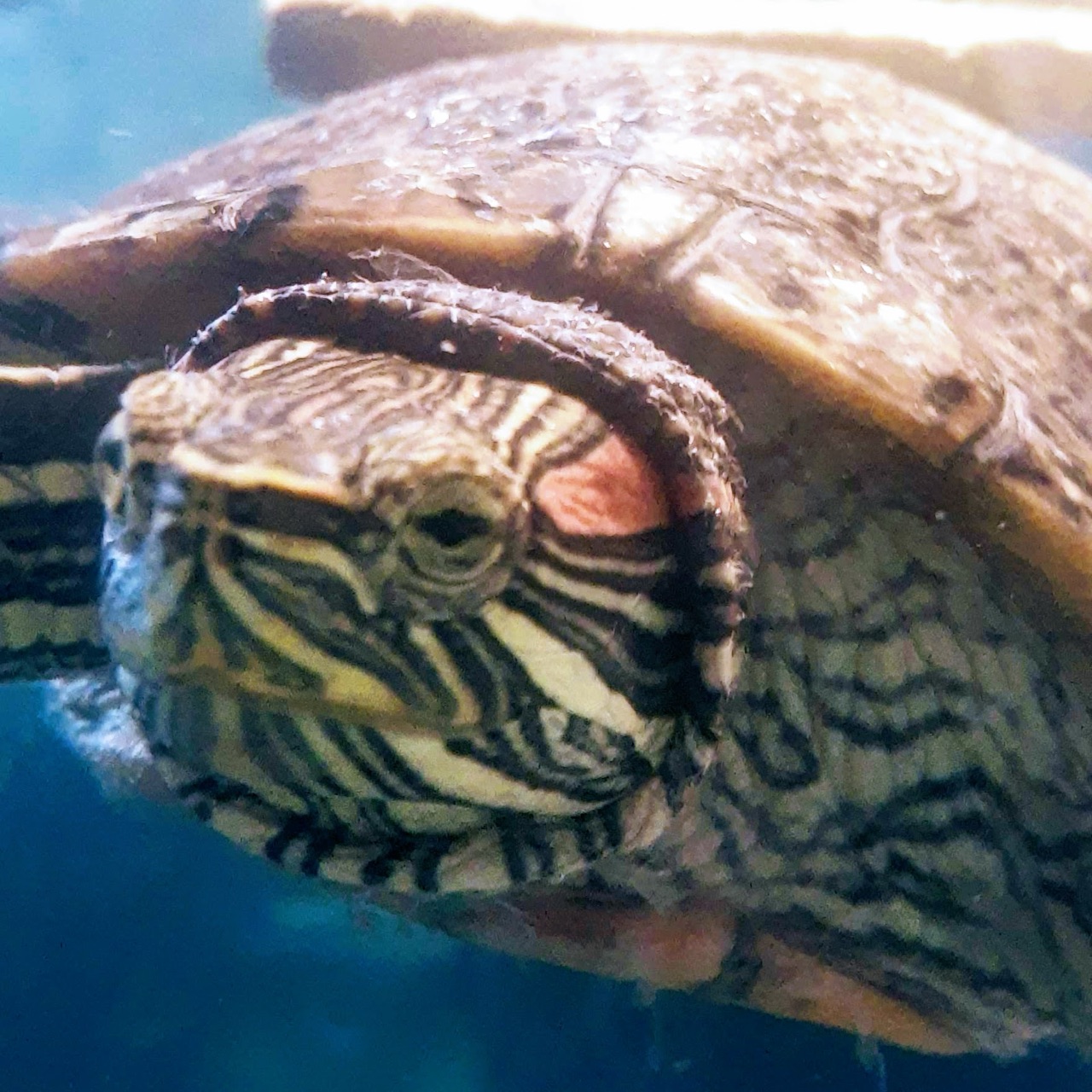 Jerry: De un acuario descuidado a un reino acuático
