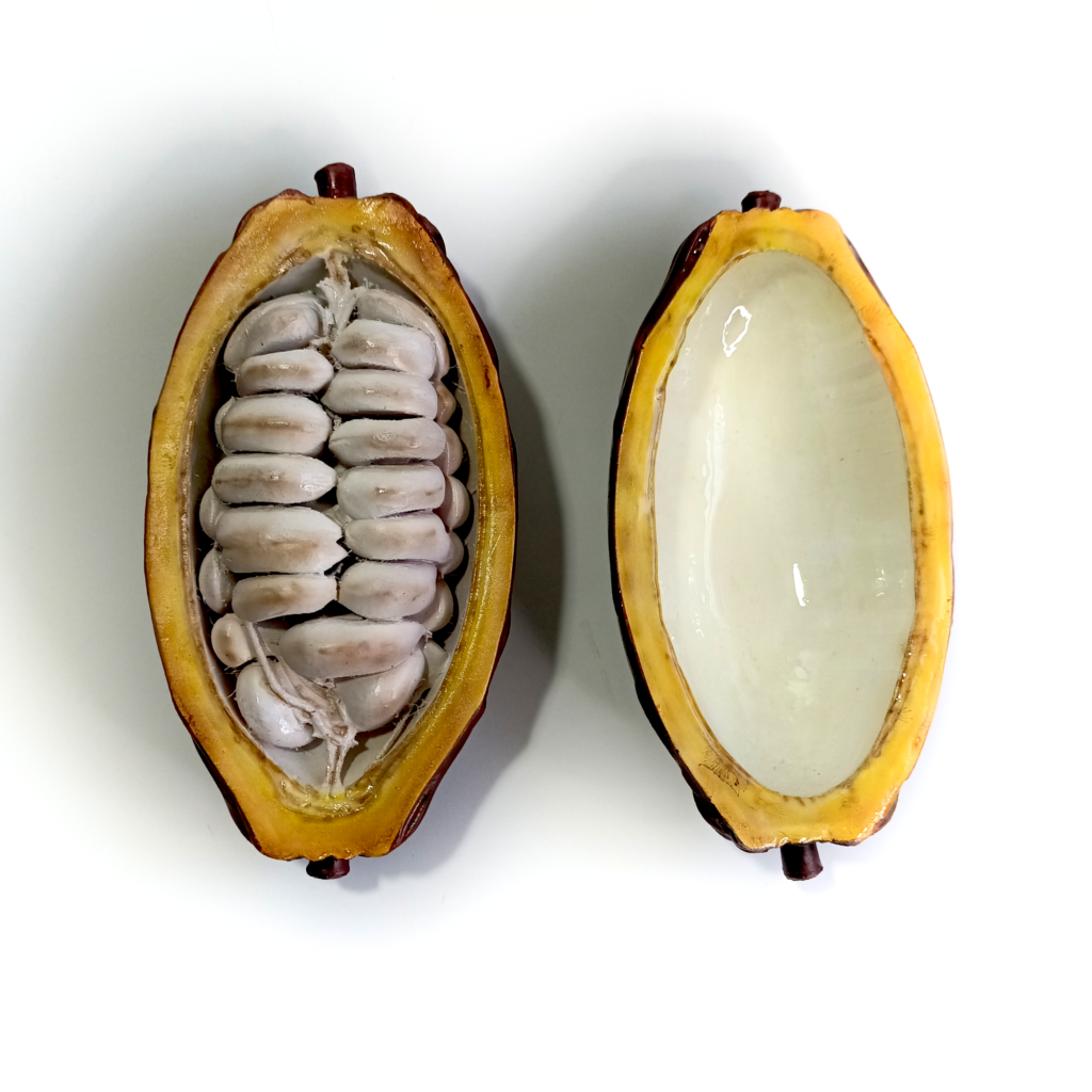 Cacao Portada